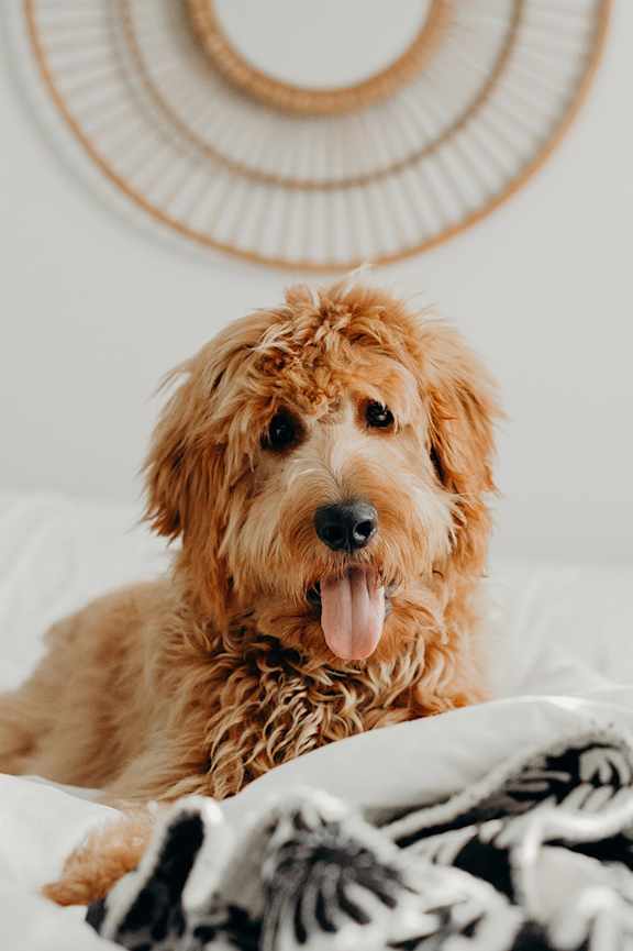 A dog is sitting on a bed with a black and white blanket.