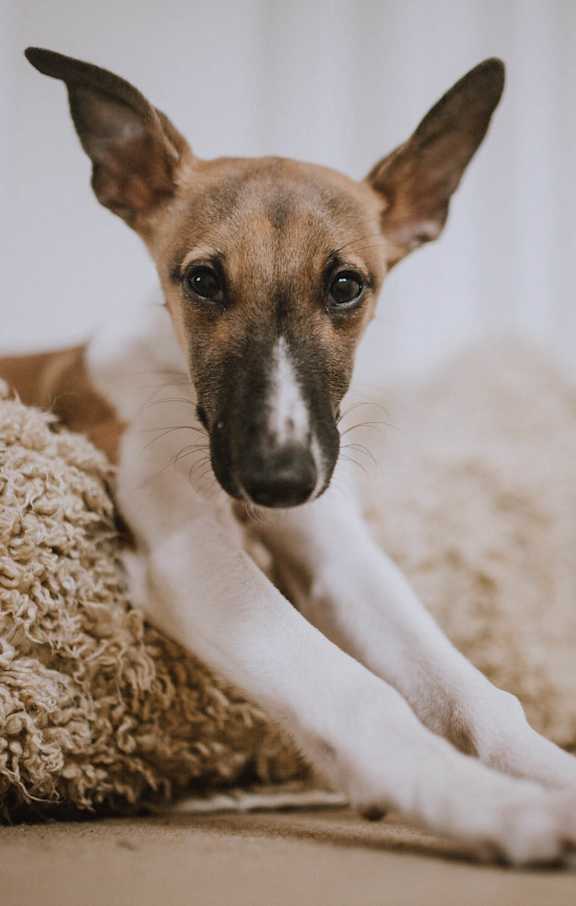 A dog is lying down on a brown pillow.