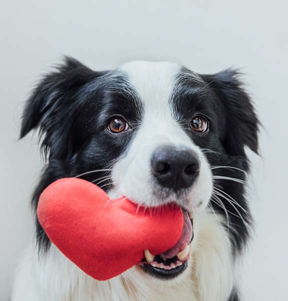 A dog holding a red heart-shaped object in its mouth.