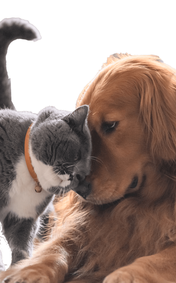 A grey cat sniffs a golden dog.