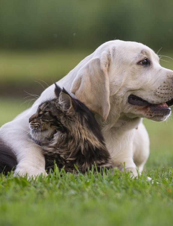 Park Greenvale Apartments in Phoenix, AZ