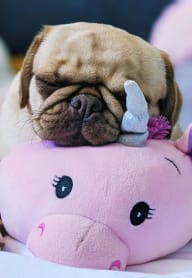 a dog sleeping on top of a pink stuffed animal