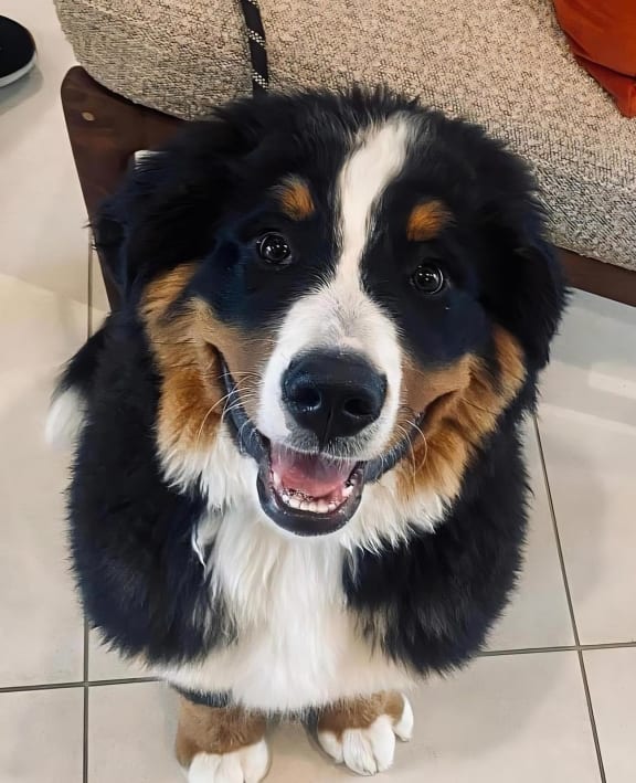 Smiling Dog