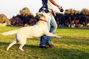 Man and dog walking in the park in Riverside. California