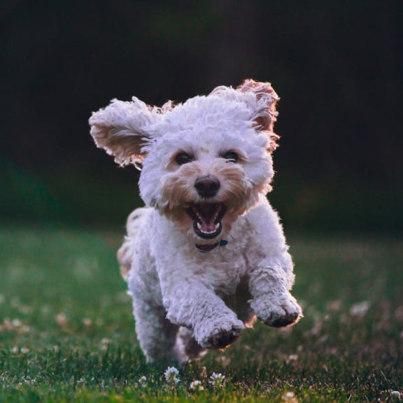 dog running at Kirkwood Meadows, Idaho, 83201