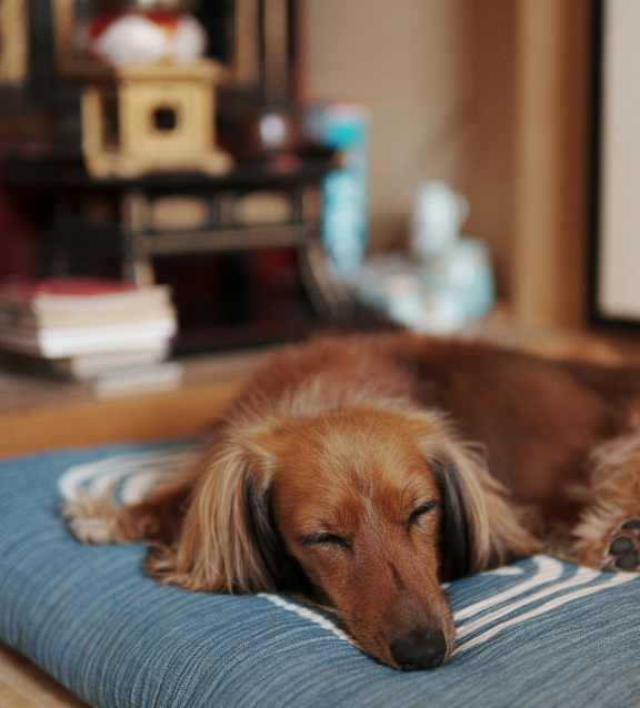 A dog is sleeping on a blue pillow.