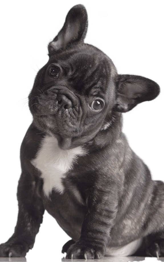 A black French Bulldog puppy with a white chest and paws is sitting on a green background.