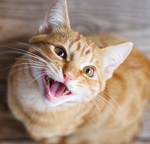 A ginger cat with its mouth open looking upwards.