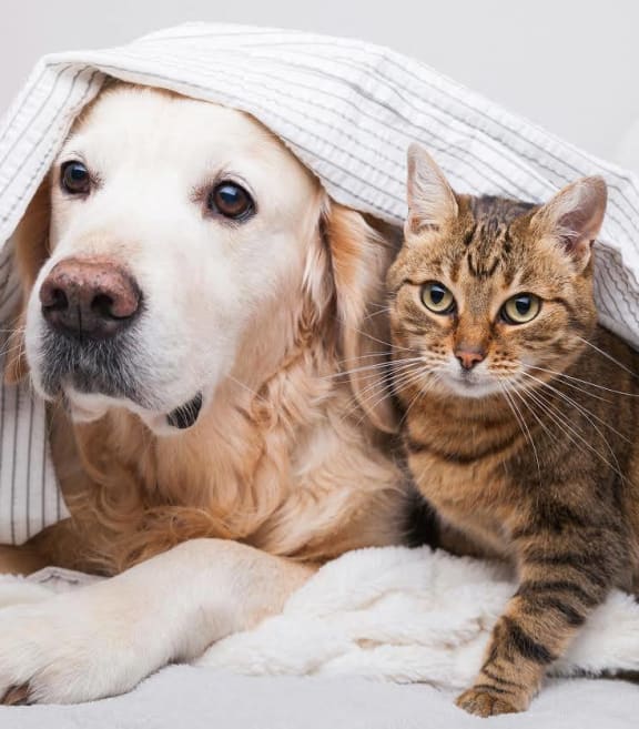Dog and Cat Laying on Blanket Together