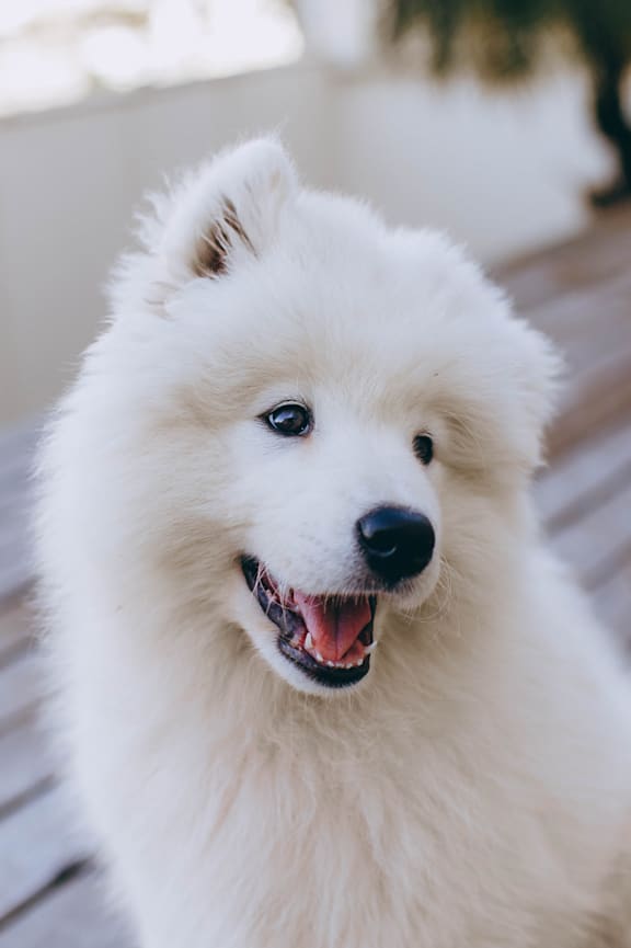 A white fluffy dog  at The Hillmont, New Jersey