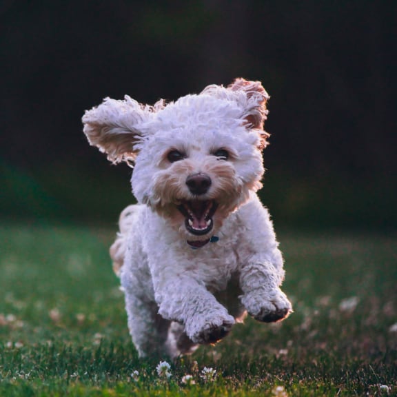 dog running  at Townside Flats, Redmond, 98052
