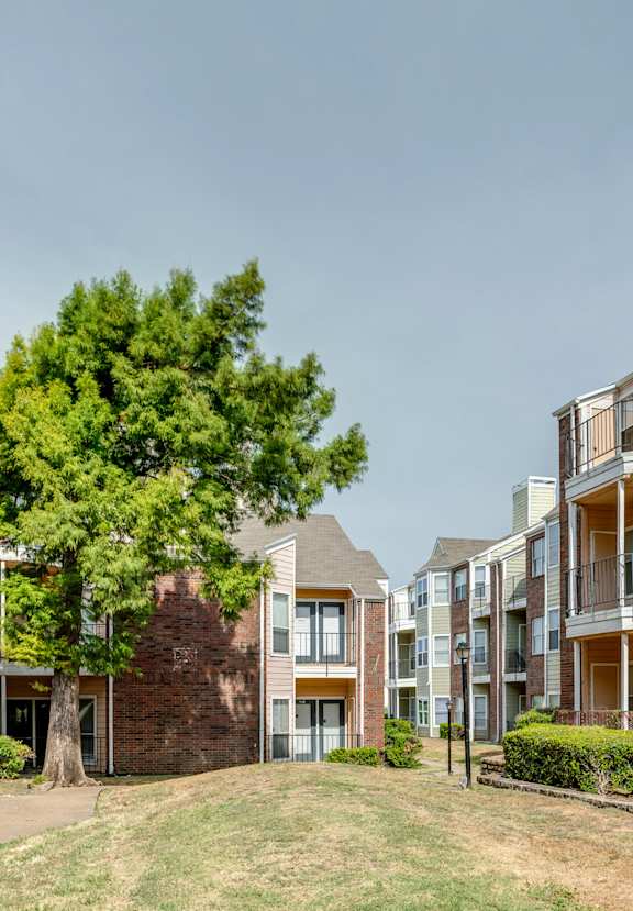 A tree in front of apartment buildings.