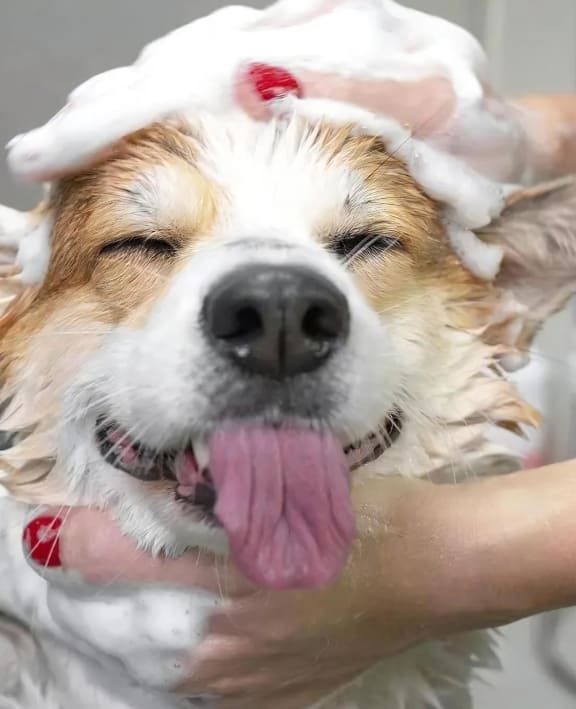 Dog Getting a Bath