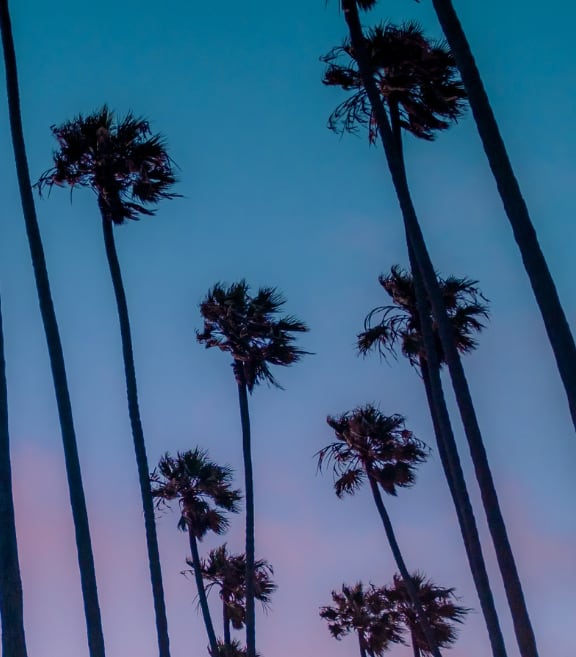 a row of palm trees in front of a blue sky