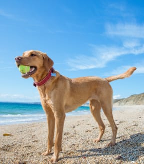 a dog standing on a beach holding a tennis ball in its mouth
