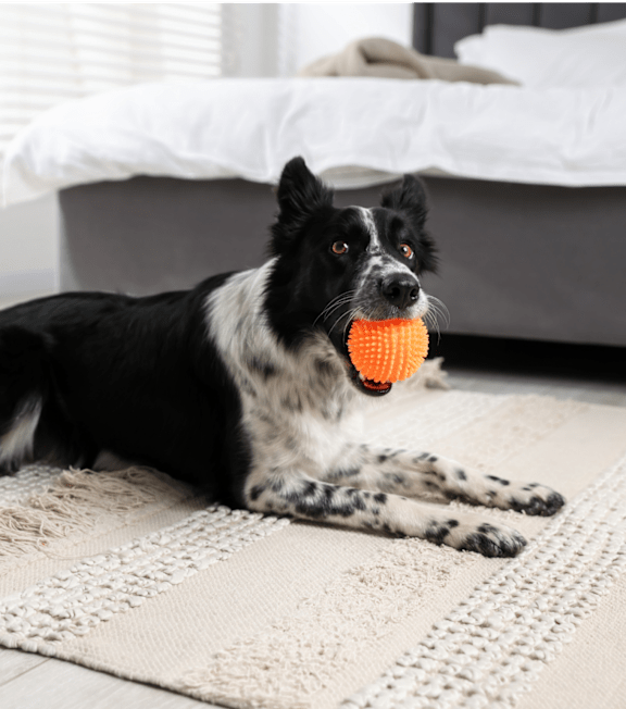 A black and white dog is holding an orange ball in its mouth.