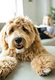 A small brown dog with curly fur is lying on a grey couch.