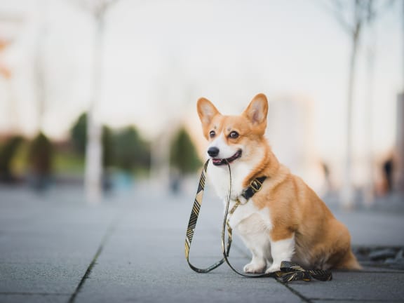 Corgi dog on a leash sitting on a sidewalk