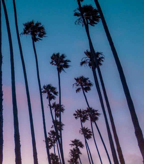 a row of palm trees in front of a blue sky