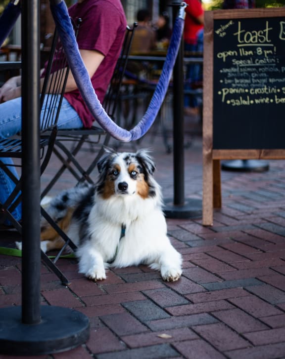 a dog sitting on the sidewalk in front of a restaurant