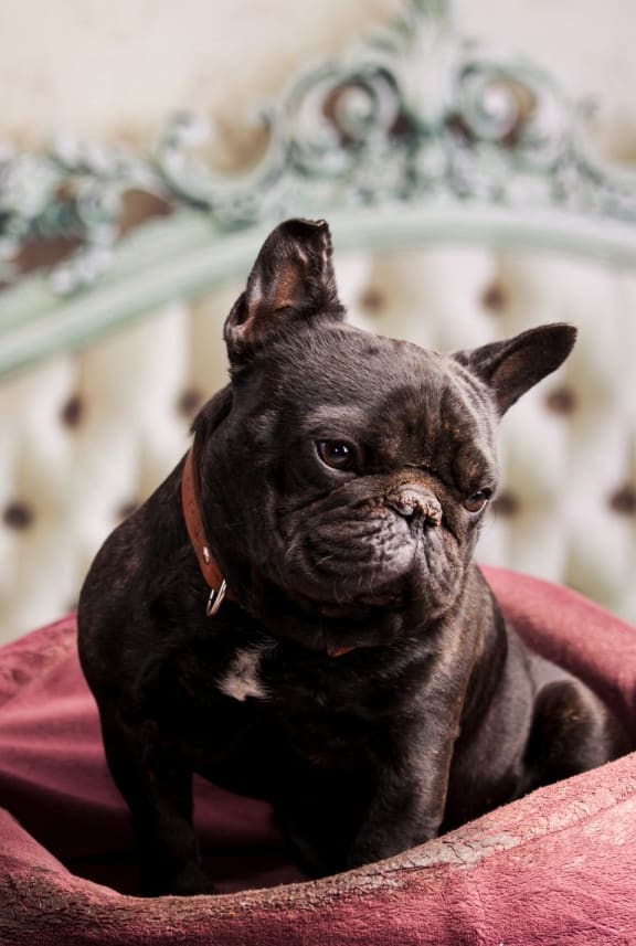 a black bulldog sitting in a pink bed at District at Riverside Apartments, Chattanooga, TN