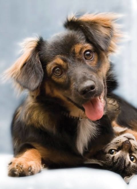 Pets at Briar Park 55+ Apartments, Atlanta, GA 30331