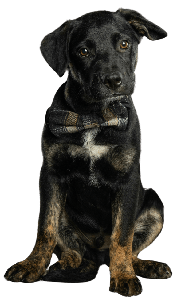 a brown and black puppy looking at the camera at Rivers Landing Apartments, PRG Real Estate, Hampton, Virginia