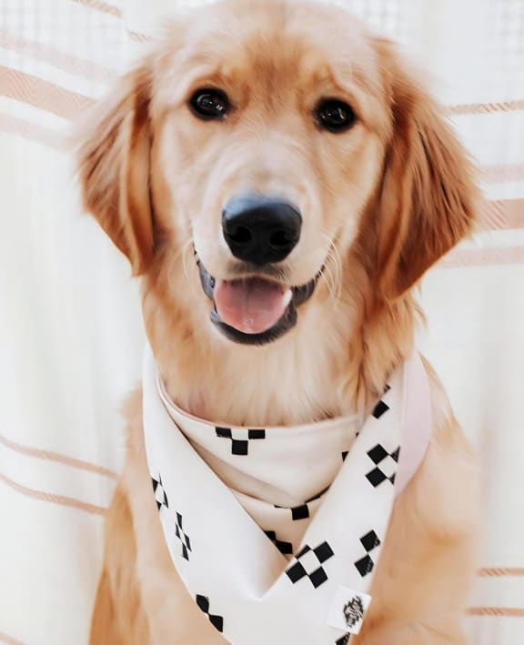 Golden Retriever Smiling