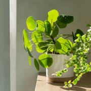 a potted plant on a table with other plants