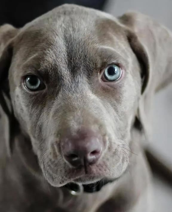 Dog with Gray Eyes