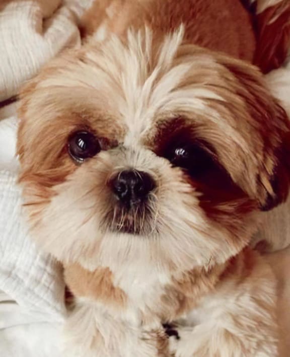 Dog Sitting on Blankets