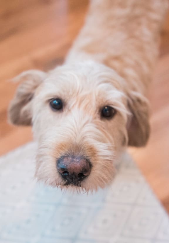 Townhomes for Rent in Red Lion, PA Hudson Ridge