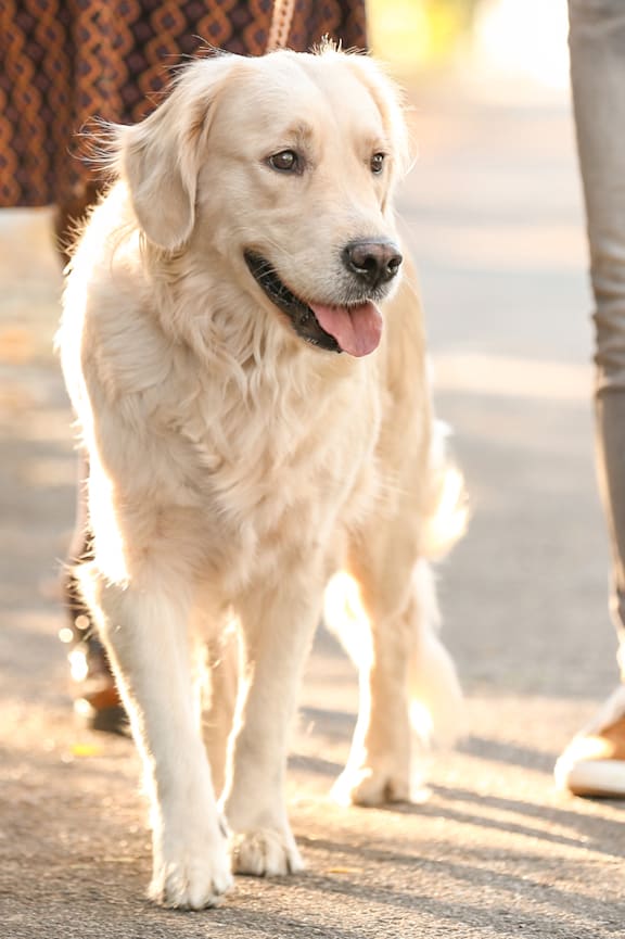 A white dog is walking on a sidewalk with people behind it.