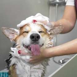 Dog Bathing at Life At Agora Apartments, Cleveland, OH, 44103