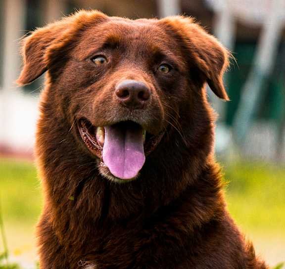 A brown dog with its tongue out is sitting in the grass.