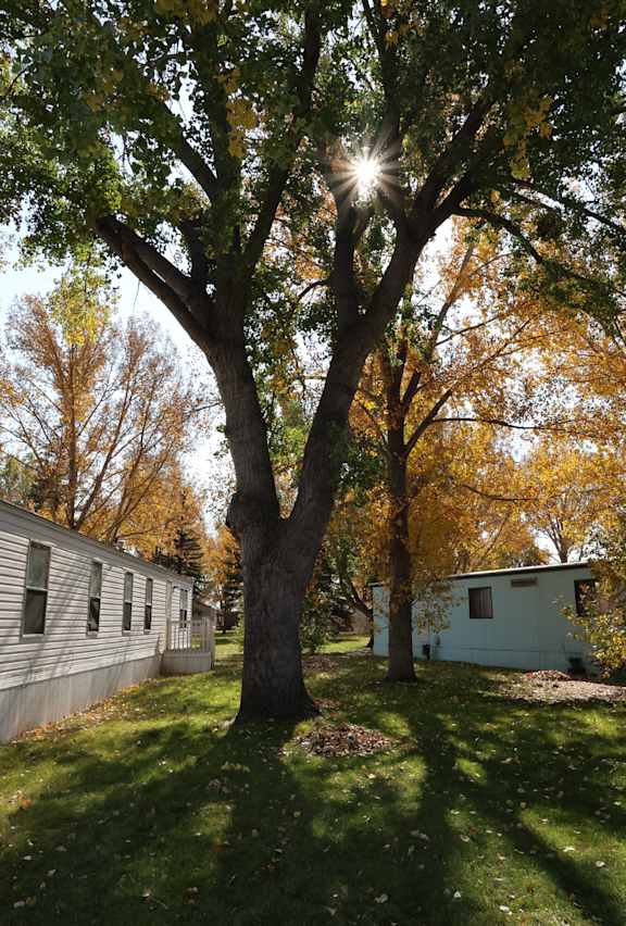 the sun shines through a tree in front of a house at Circle Park, Cheyenne, Wyoming
