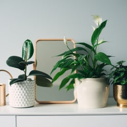 3 geent plants on a white cabinet surround a small, gold-trimmed mirror