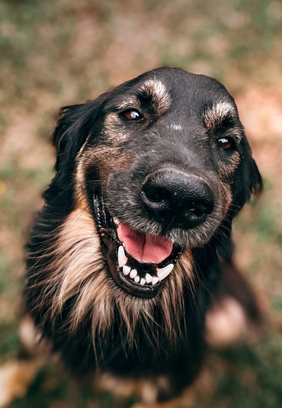 a black and brown dog with its mouth open at District at Riverside Apartments, Chattanooga, TN