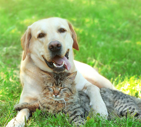 Pets at Quarry Apartments and Townhomes in DeWitt, Michigan