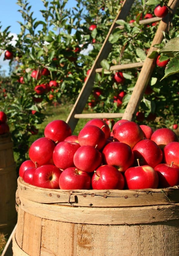Appletree Apartments Apartments in Omaha, NE