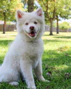 A dog relaxing in the grass at our pet-friendly community.