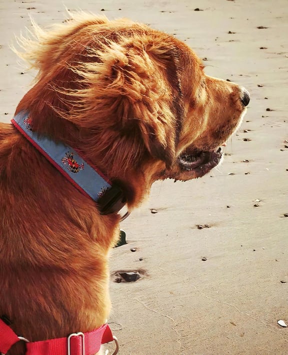 Dog on Beach