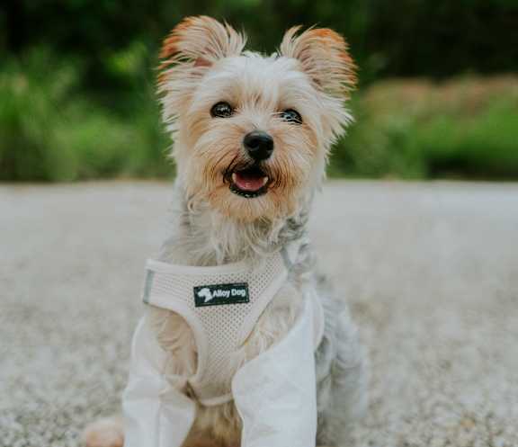 A small dog wearing a white jacket with the words "All Dog" on it.