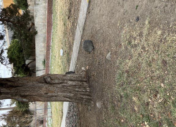 a tree branch laying on the ground next to a sidewalk