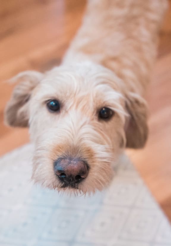 Franklin Square Apartments/Townhomes Apartments in New Freedom, PA