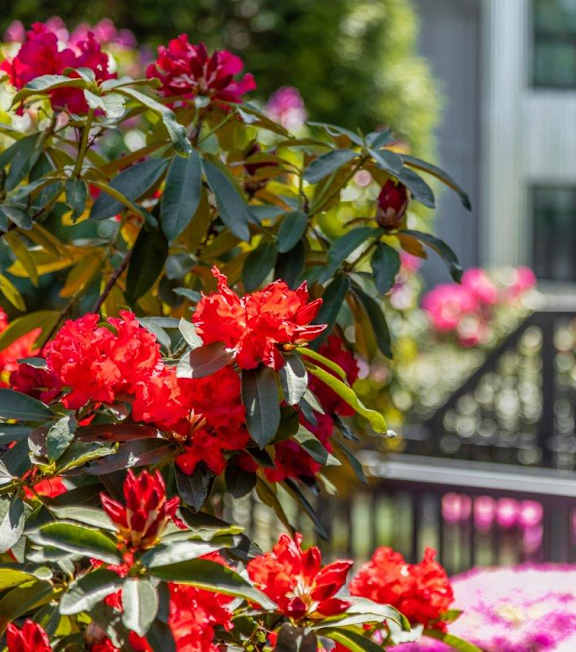 Duet Apartments in Lynnwood, Washington Exterior and Flowers