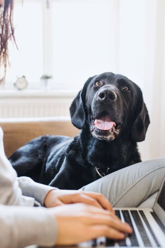 Woman Sitting with a Laptop near a Dog at Avant at the Arboretum, Lisle, IL 60532