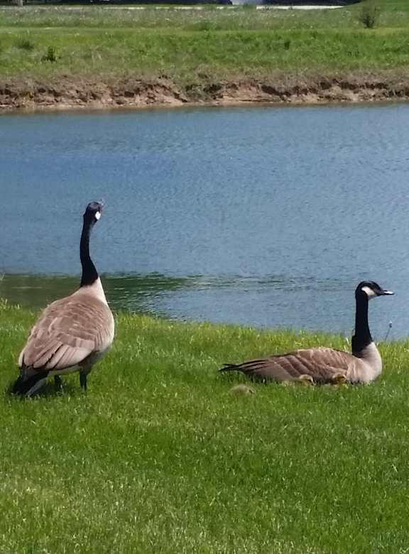 Two geese are standing on the grass by the water. at Deer Valley Apartments, Illinois