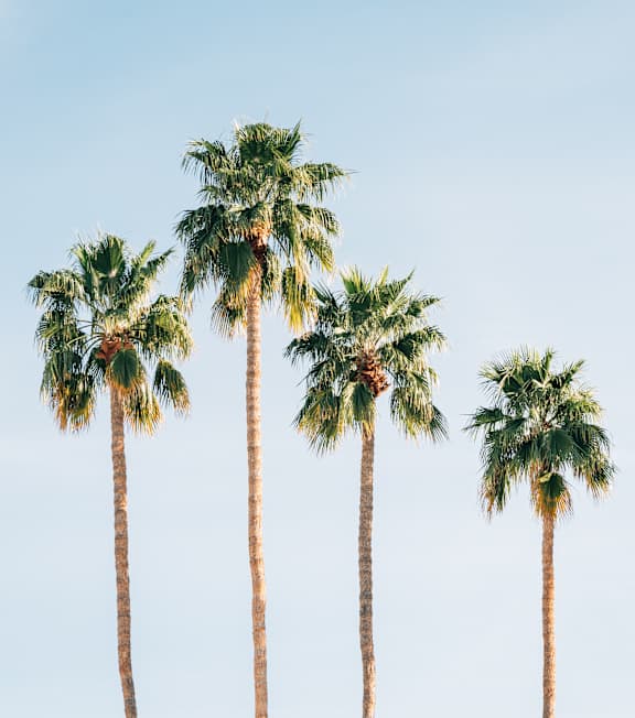 Five palm trees are standing in a row.