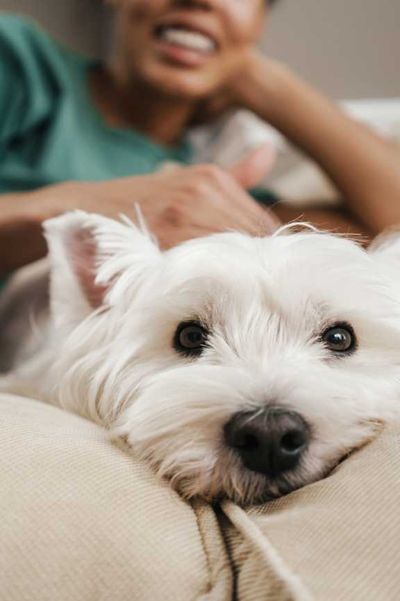 A white dog with big eyes is lying on a beige couch.